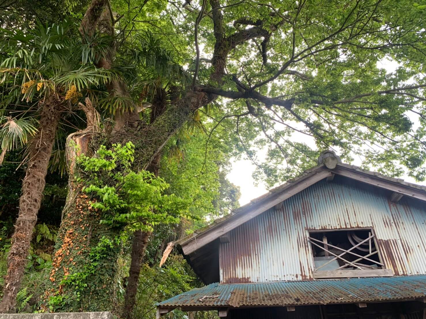 家の裏側にある大きなムクノキ。小屋に覆いかぶさるように枝葉が広がっています。